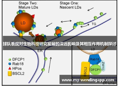 球队表现对生物科技研究发展的深远影响及其相互作用机制探讨